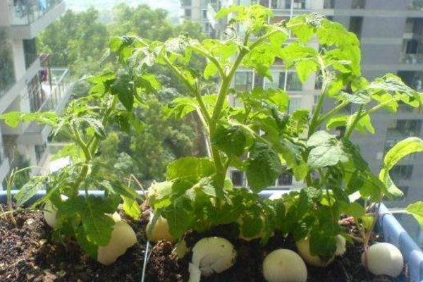 番茄的種植方法,可以通過以下4步進行