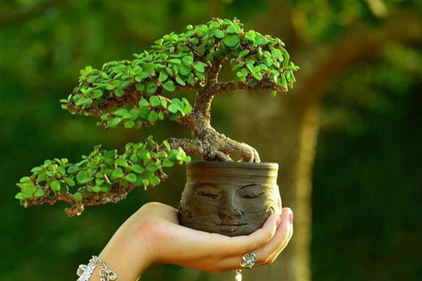 金枝玉葉盆景制作技巧,做好以下4點(diǎn)是關(guān)鍵