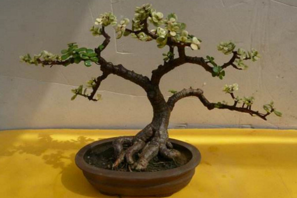 金枝玉葉盆景制作技巧,做好以下4點(diǎn)是關(guān)鍵