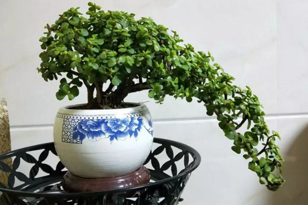 金枝玉葉盆景制作技巧,做好以下4點(diǎn)是關(guān)鍵