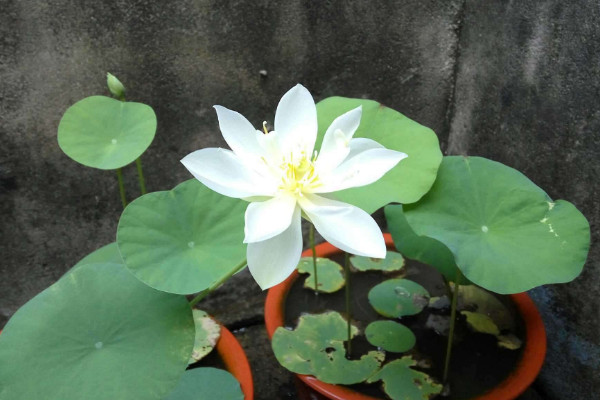 碗蓮冬天怎么養,保溫控光/減少水肥施加