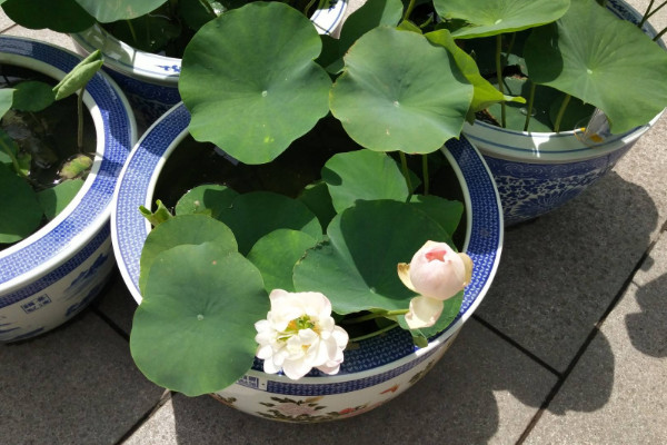 碗蓮冬天怎么養,保溫控光/減少水肥施加