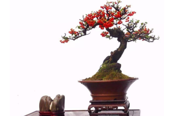 火棘盆景養(yǎng)護技術(shù),澆水得保證土壤處于濕潤狀態(tài)