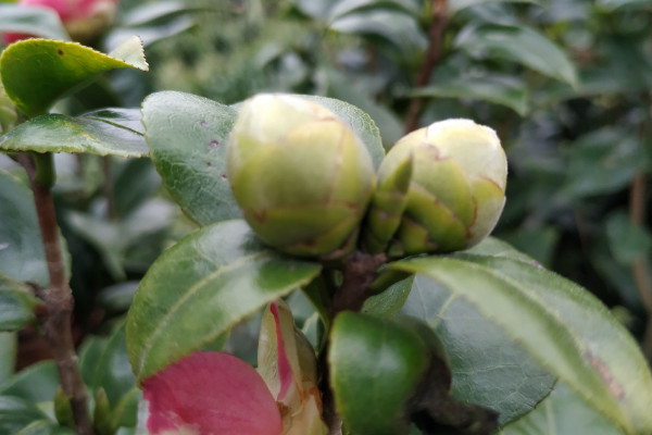 茶花葉子發黑掉了是什么原因,染上病蟲害/缺光不透風