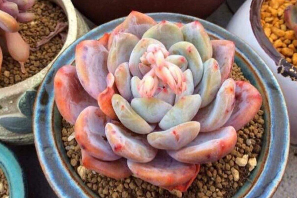 多肉生白色蟲子怎么辦,噴灑藥劑殺滅蚧殼蟲