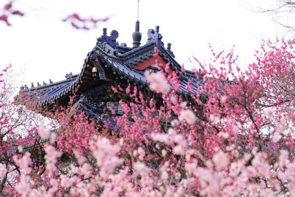 梅花冬天能放室外嗎,南方地區(qū)可以放在室外