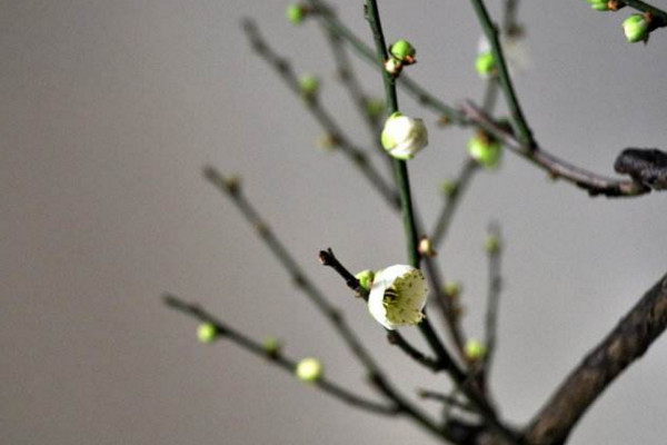 梅花枝怎么扦插,可以通過(guò)以下5步進(jìn)行