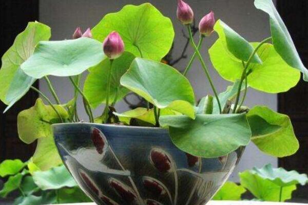 盆栽荷花為什么不現蕾不開花,可能是光照、養分不足