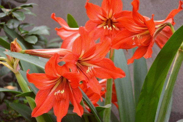 對(duì)蘭與朱頂紅的區(qū)別,通過(guò)外觀對(duì)它們進(jìn)行區(qū)分