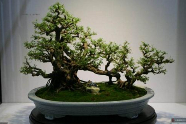 黑骨茶盆景怎么養,光照充足并少量施肥