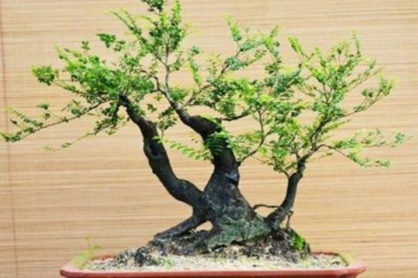 黑骨茶盆景怎么養,光照充足并少量施肥