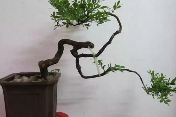 黑骨茶盆景怎么養,光照充足并少量施肥