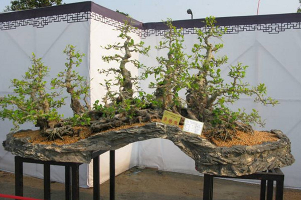 黑骨茶盆景怎么養,光照充足并少量施肥