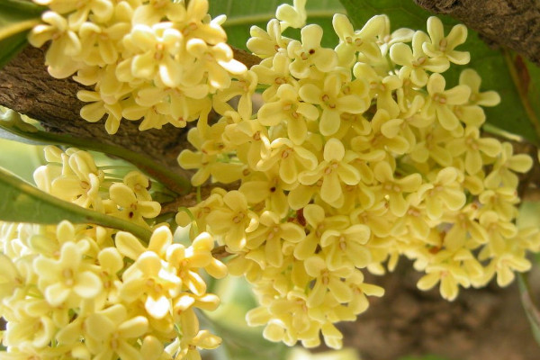 盆栽桂花怎么過冬,控溫停肥/減少水分/適當光照