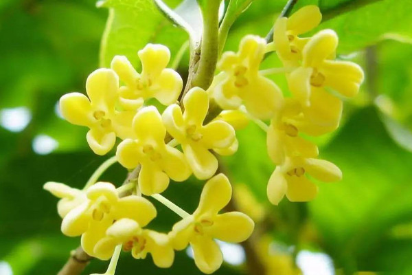 盆栽桂花怎么過冬,控溫停肥/減少水分/適當光照