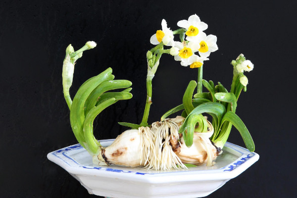 盆栽水仙花管理,冬季控溫要在5℃以上