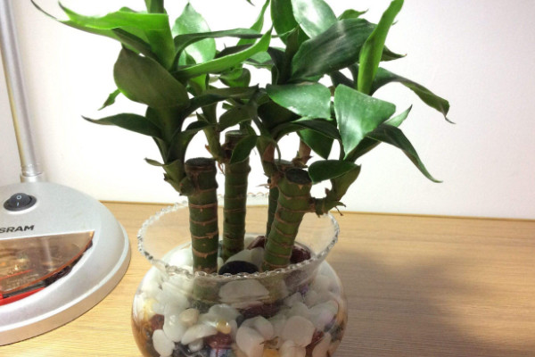 養富貴竹妙招,水培養殖的方法最棒
