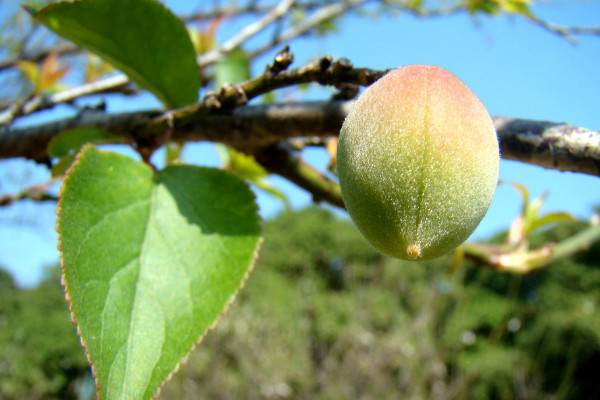 青梅種植方法,在11~23℃之間發(fā)育速度最快