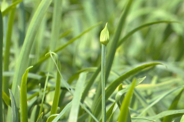韭菜種植方法,養(yǎng)護(hù)期間記得松土除草