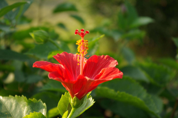 扶桑花養殖方法,在20~30℃下接受溫暖充足的光照