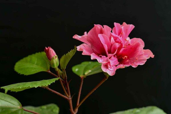 扶桑花養殖方法,在20~30℃下接受溫暖充足的光照
