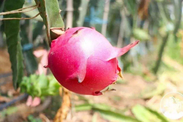 火龍果秋天怎么養,控制溫度并保證光照