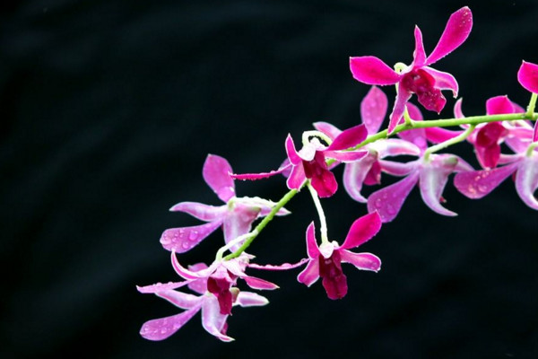 石斛蘭怎么養(yǎng),做好控溫措施并保證水分充足
