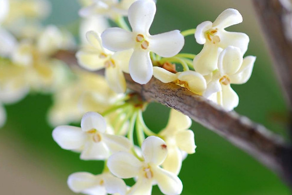 桂花原生跟嫁接的區(qū)別,嫁接桂花比原生價(jià)格貴