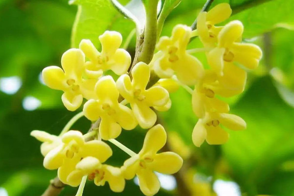 桂花原生跟嫁接的區(qū)別,嫁接桂花比原生價(jià)格貴
