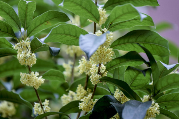 桂花原生跟嫁接的區(qū)別,嫁接桂花比原生價(jià)格貴