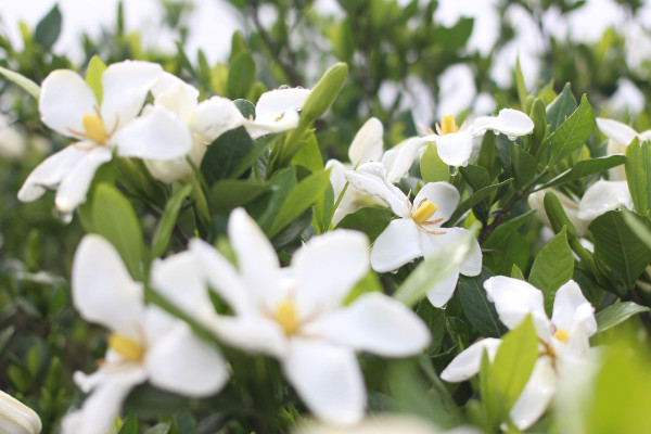梔子花冬天怎么養,生長適溫不可低于5℃