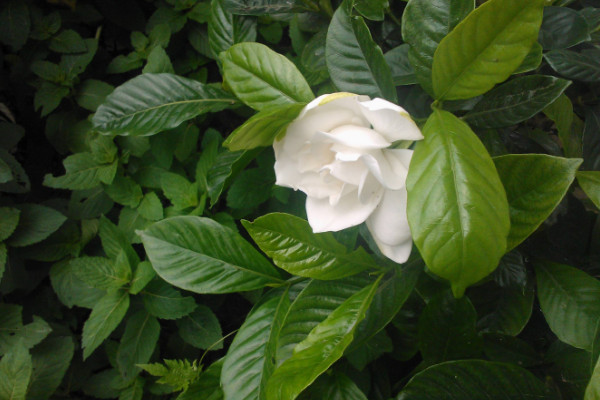梔子花冬天怎么養,生長適溫不可低于5℃