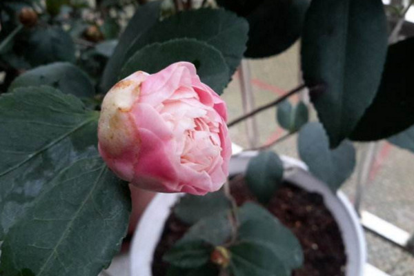 烈香茶花怎么養，做好以下5點非常關鍵