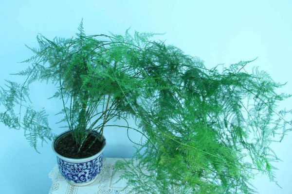 文竹為什么長藤,正常生長發育的過程
