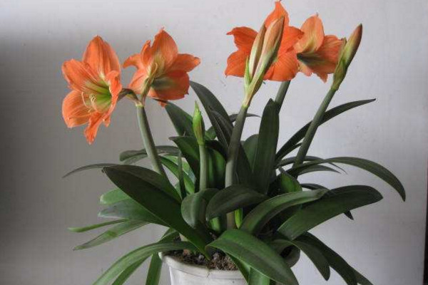 朱頂紅怎么養(yǎng),做好以下幾點植株花色更艷、花期更長