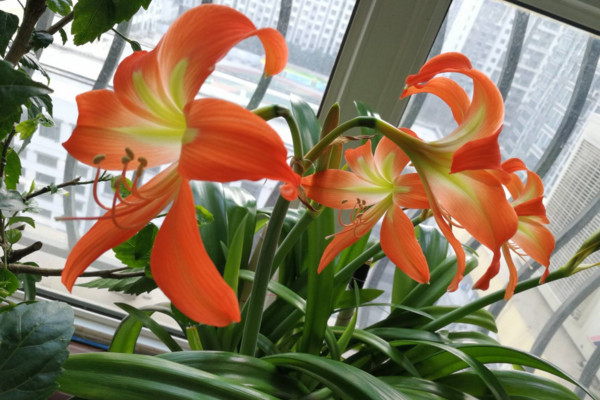 朱頂紅怎么養(yǎng),做好以下幾點植株花色更艷、花期更長