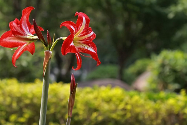 朱頂紅怎么養(yǎng),做好以下幾點植株花色更艷、花期更長