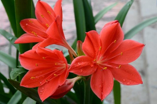 朱頂紅怎么養(yǎng),做好以下幾點植株花色更艷、花期更長