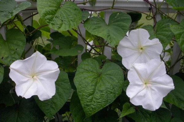 月光花怎么養,保證光照充足并做好保暖措施