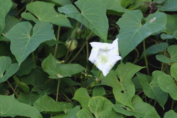 月光花怎么養,保證光照充足并做好保暖措施