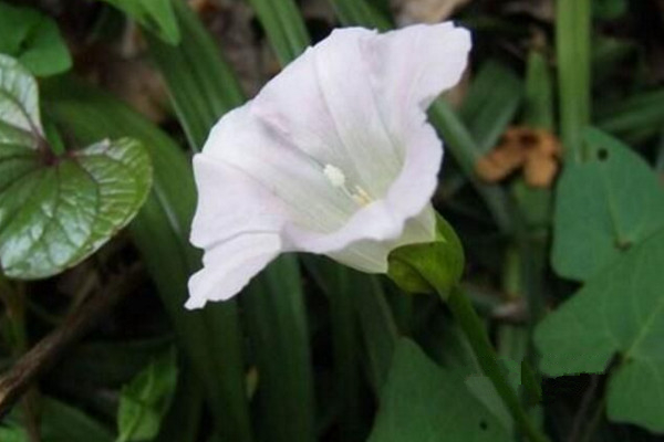 月光花怎么養,保證光照充足并做好保暖措施
