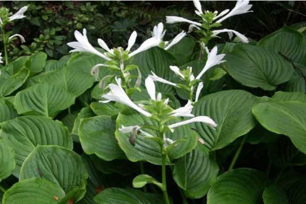 玉簪花怎么養(yǎng),4步教你養(yǎng)好玉簪花
