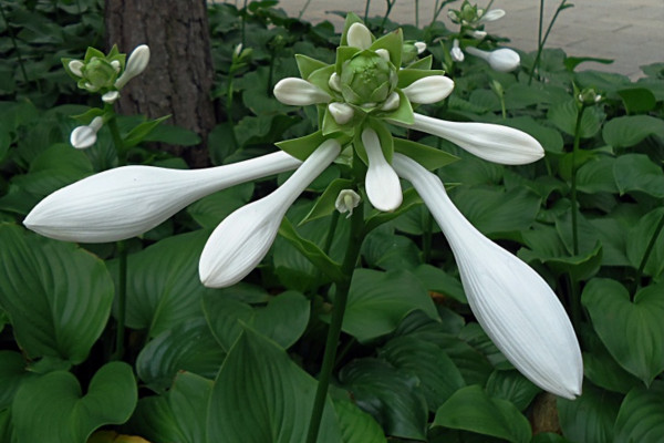 玉簪花怎么養(yǎng),4步教你養(yǎng)好玉簪花