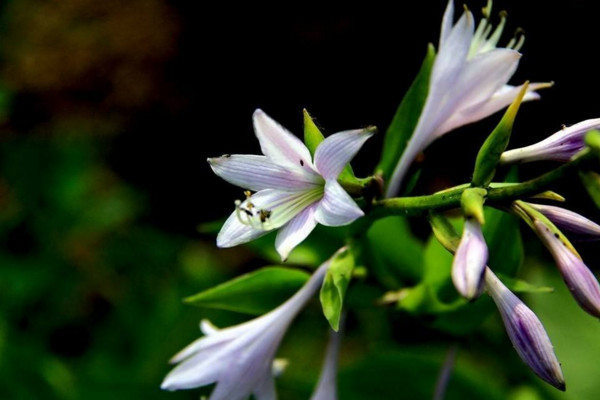 玉簪花怎么養(yǎng),4步教你養(yǎng)好玉簪花