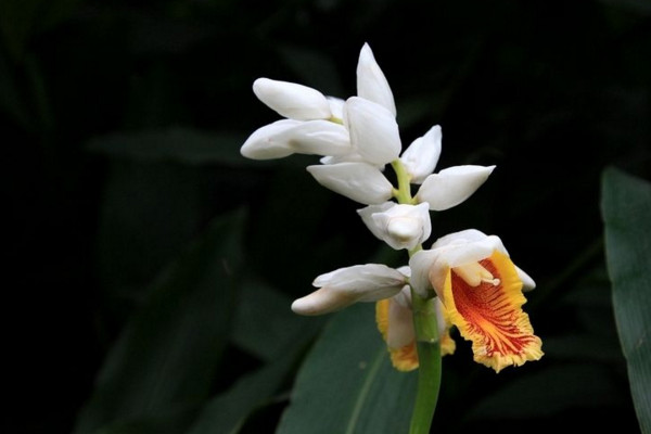 姜花的花語是什么,將記憶永遠留在夏天
