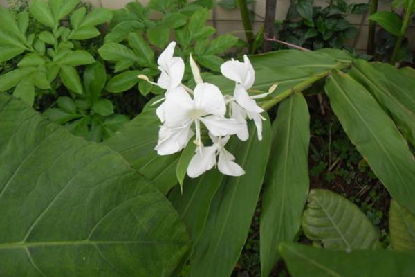 姜花的花語是什么,將記憶永遠留在夏天