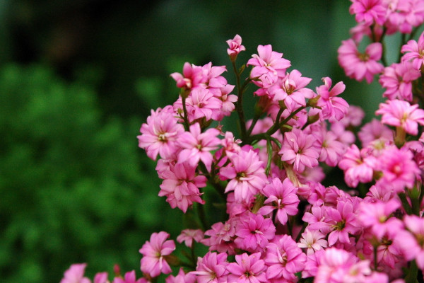 長壽花什么季節開花,春季2~5月綻放
