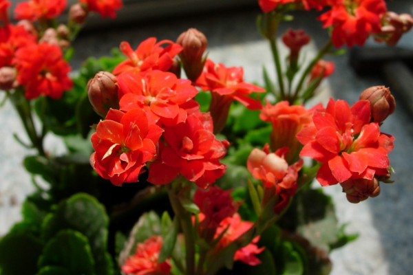 長壽花什么季節開花,春季2~5月綻放