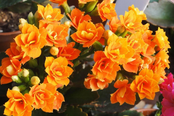 長壽花什么季節開花,春季2~5月綻放