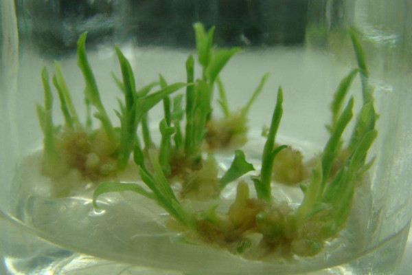 水培生姜的種植方法,4~5月是最佳的水培時間段
